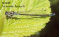 Coenagrion puella